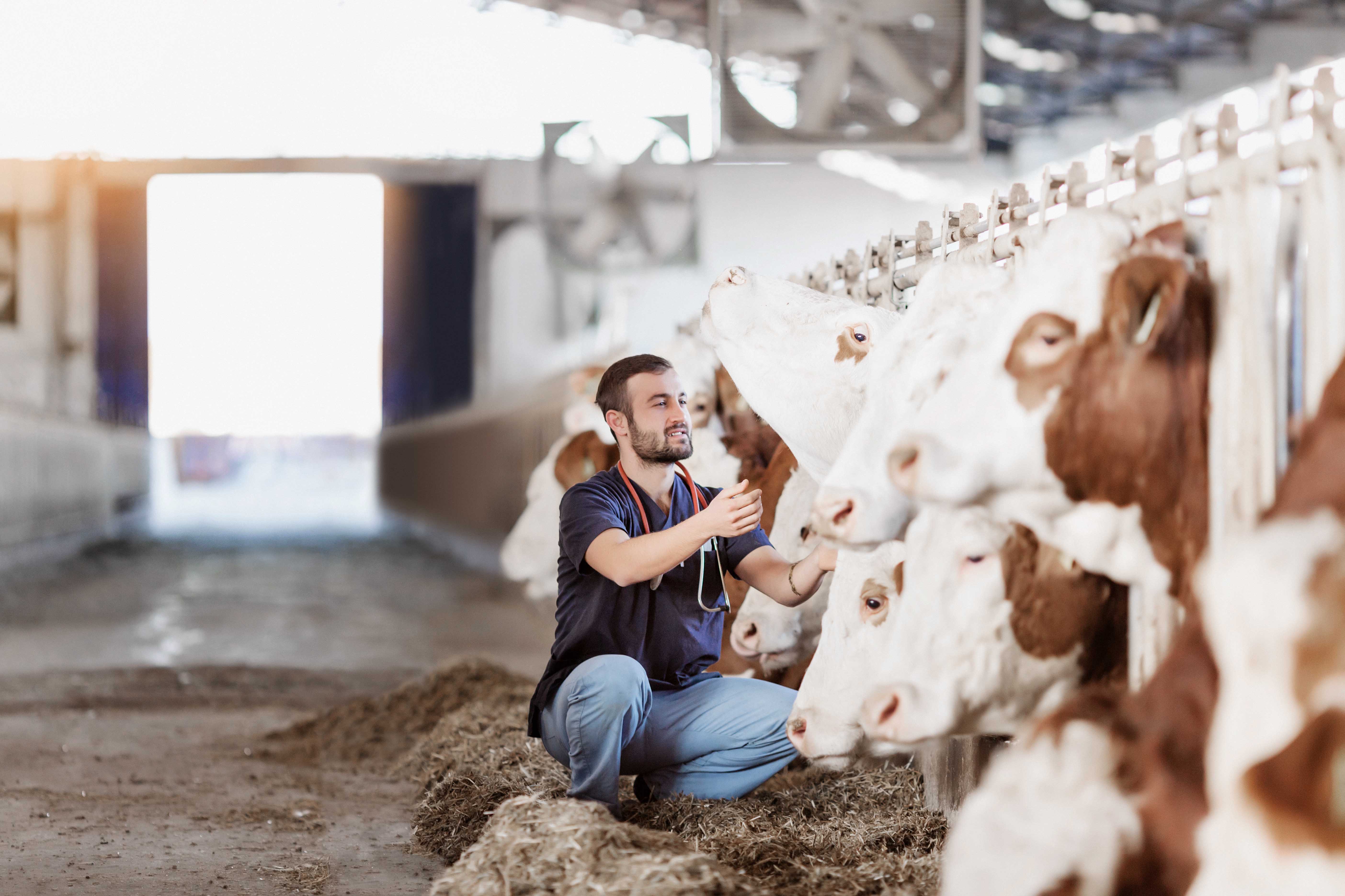 Livestock Vet working in the barn with cows