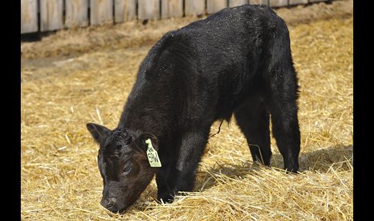 black calf eating hay