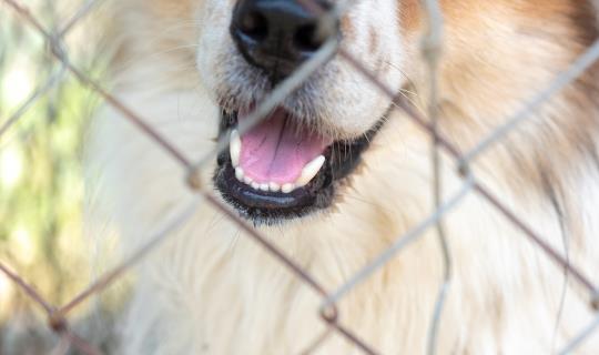 canine separation