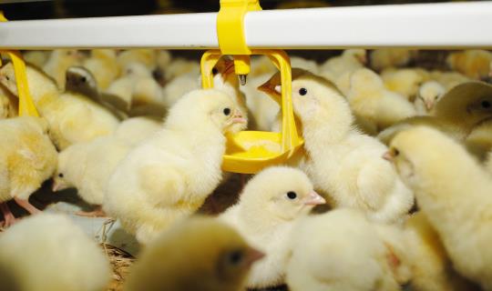 Chicks Drinking
