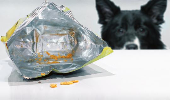 chip bag dog