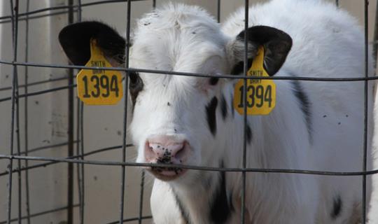 dairy-CARD