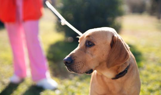 person walking dog outside