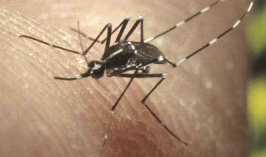 Female Asian tiger mosquito