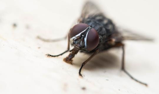 Fly2