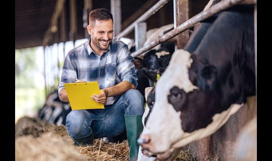 Veterinarian with clipboard with cow in feedyard