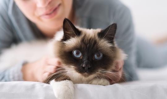 healthy cat