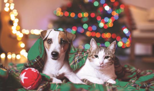 holiday cat dog