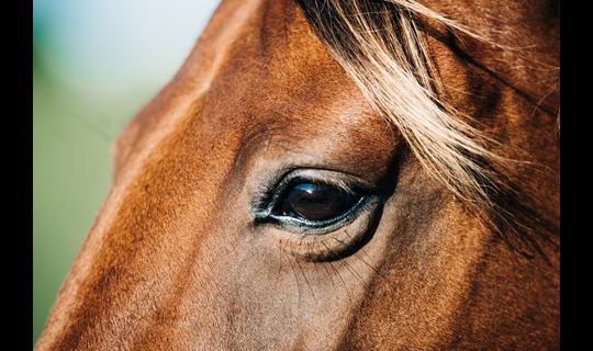 Close-up of a horse's face in the sunlight