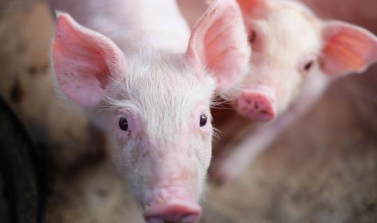 two piglets