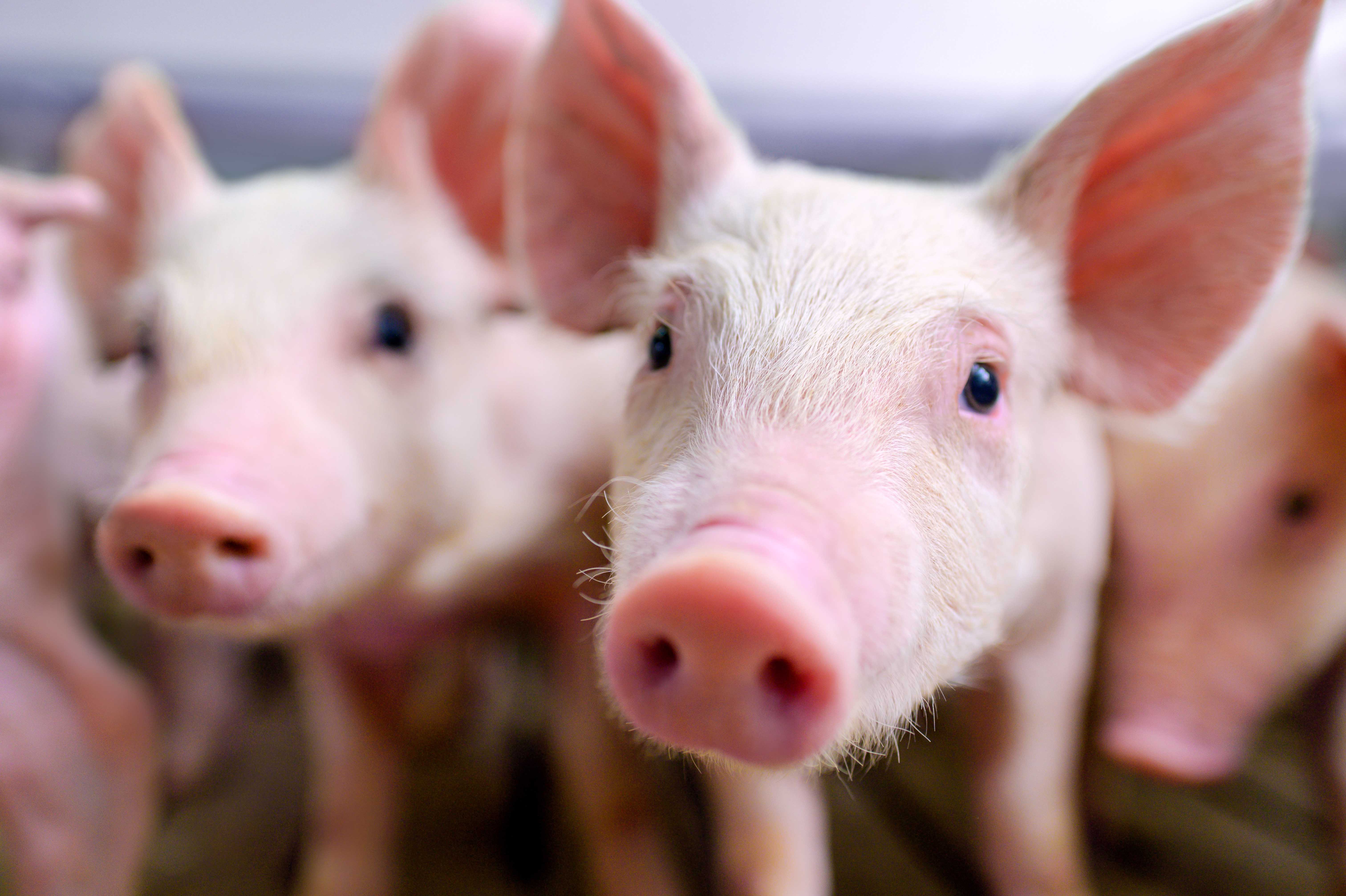 Group of pigs in a barn setting