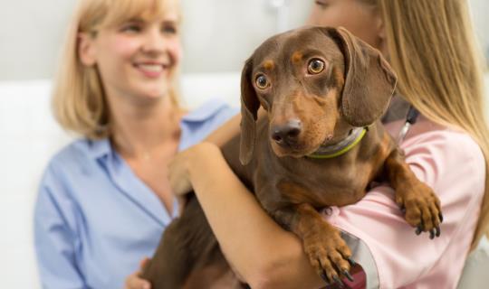 talking patient pup