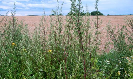 Weed Patch