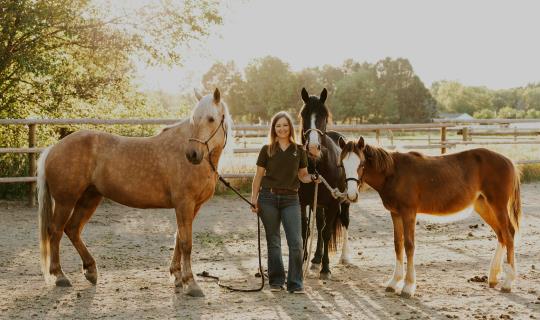 white pine horses