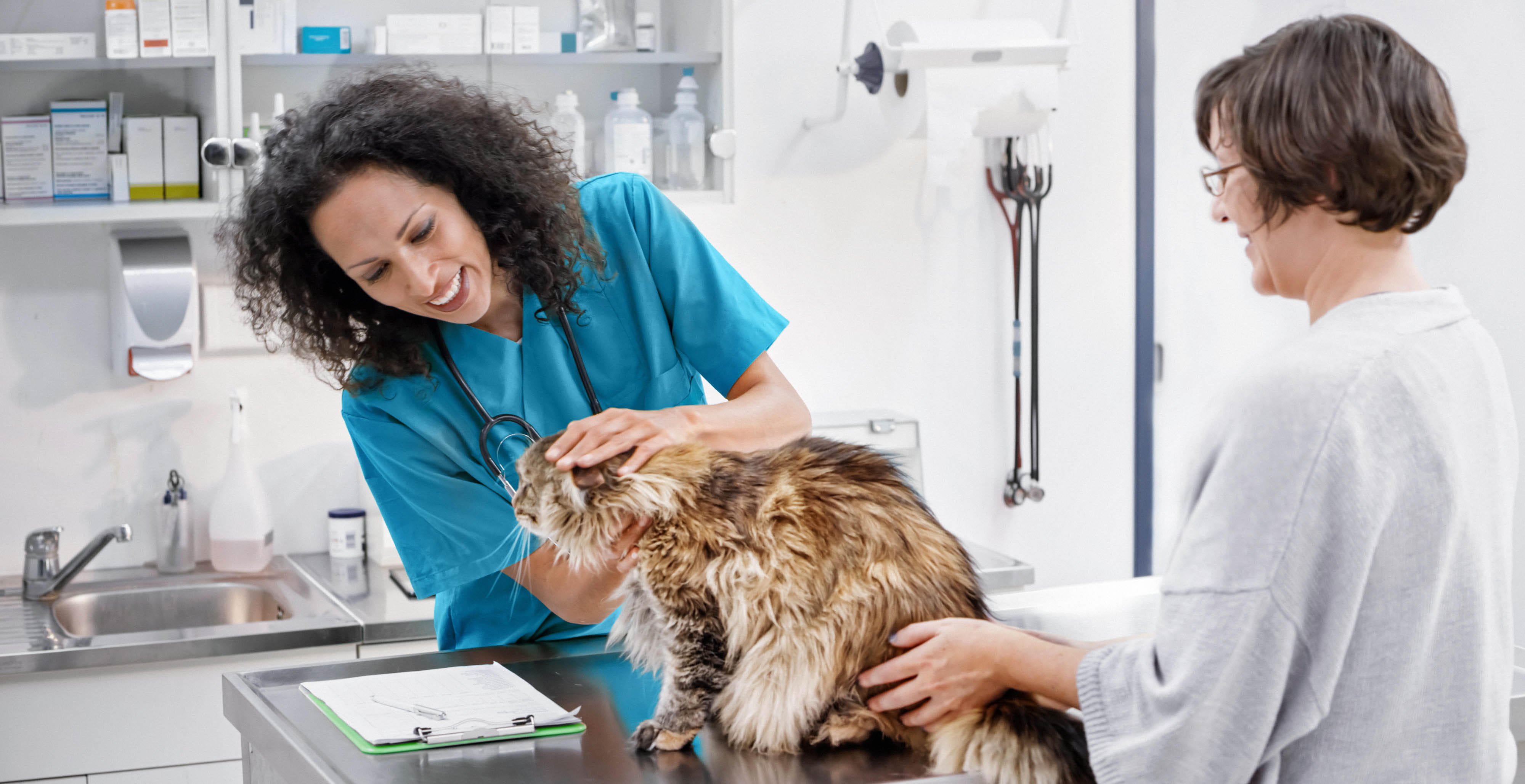 Female veterinarian examining cat on examination table in clinic with cat's owner