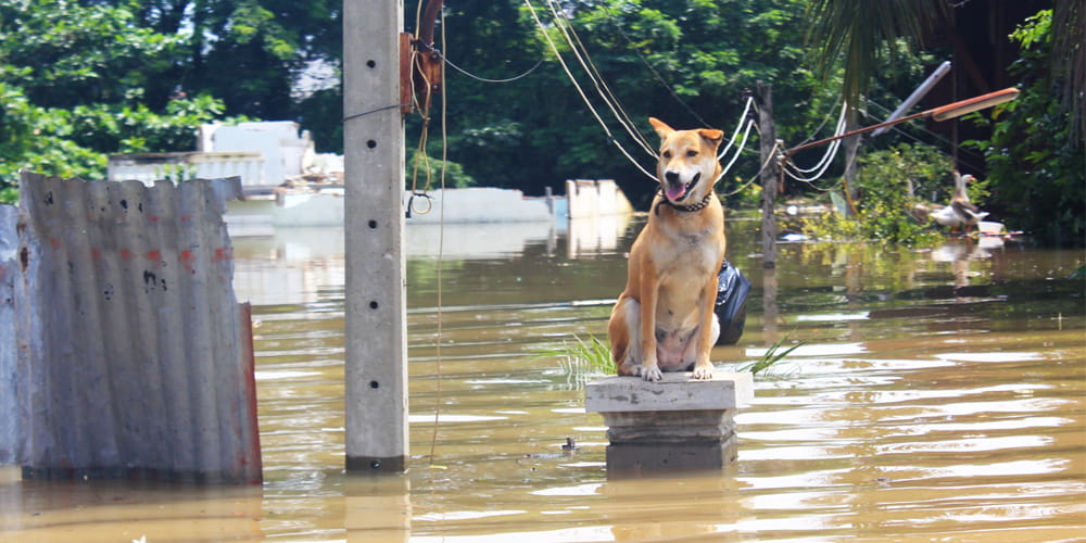Dog on perch during flood