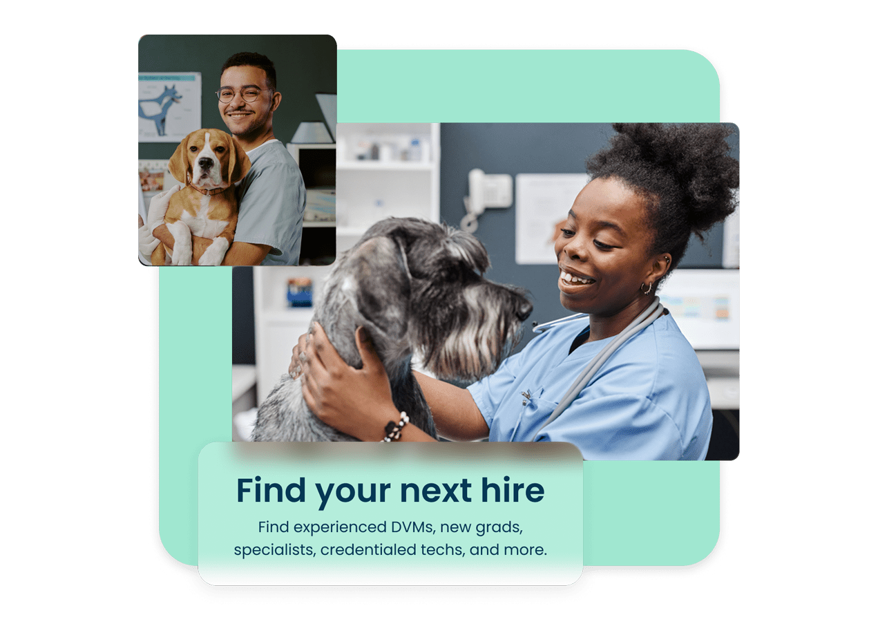 Female and male veterinarians holding beagle and schnauzer dogs