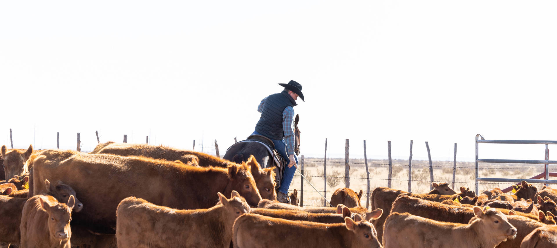 farmer on horse wrangling cattle