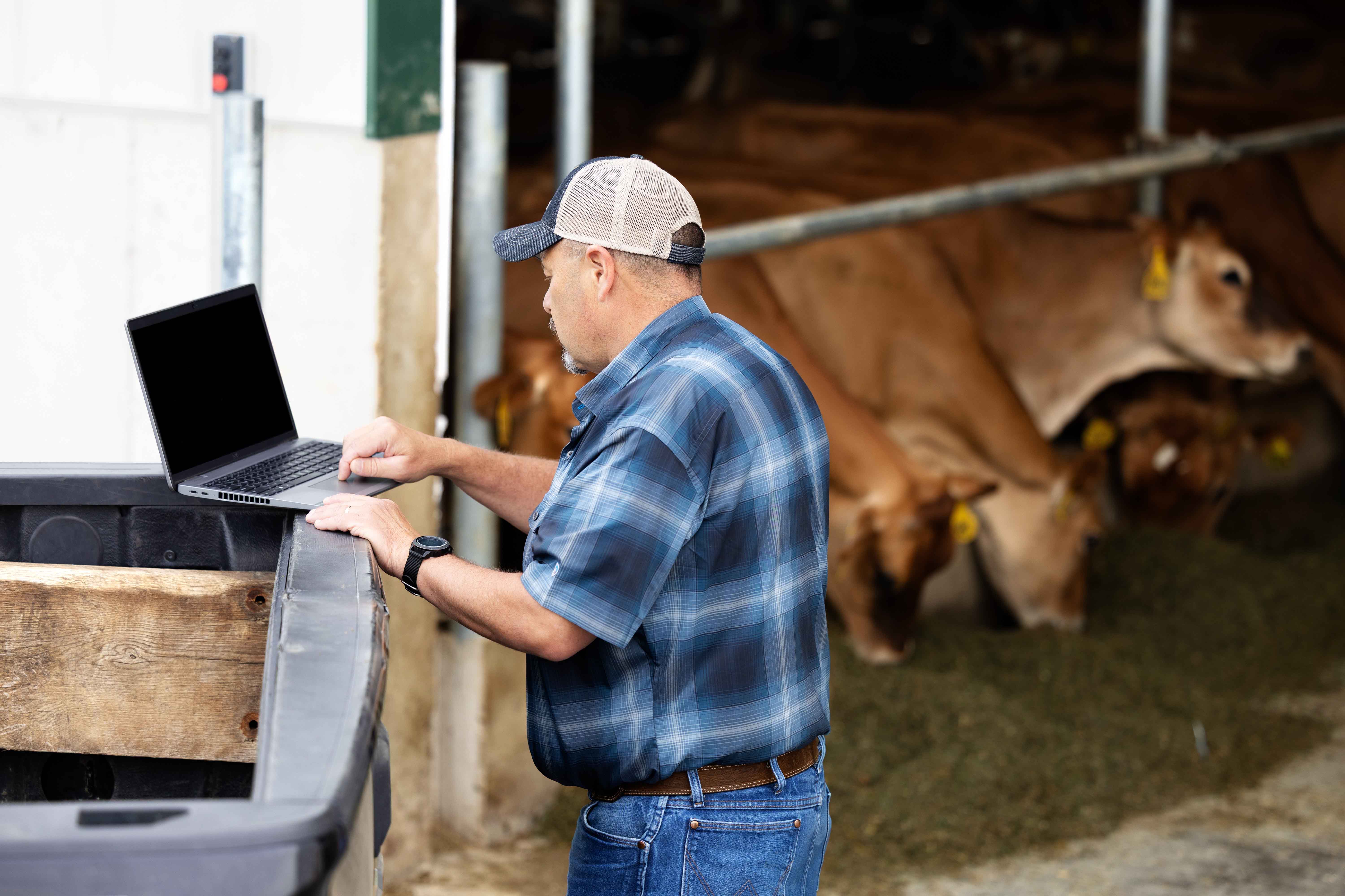 Cattle producer using laptop