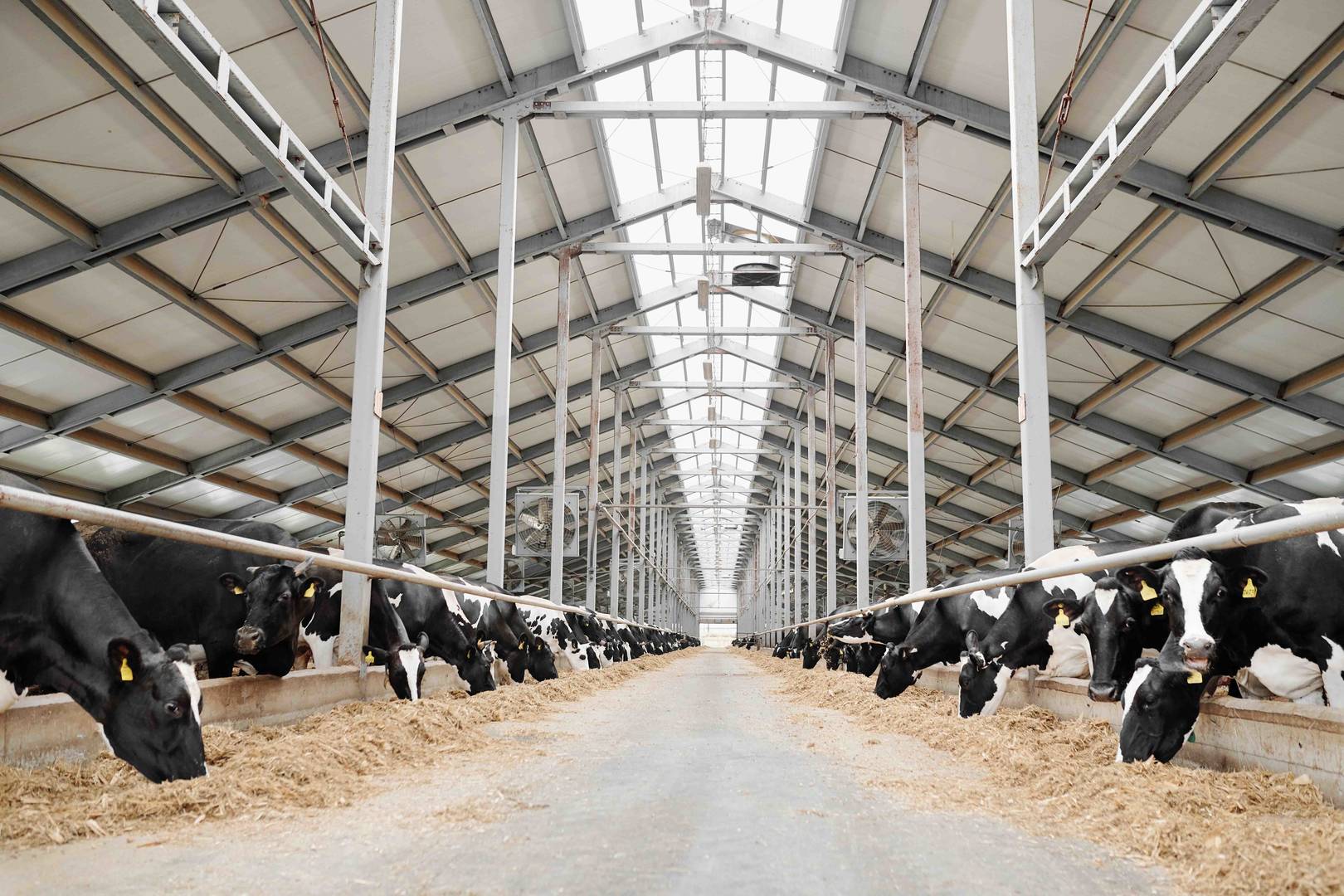 dairy cattle feeding