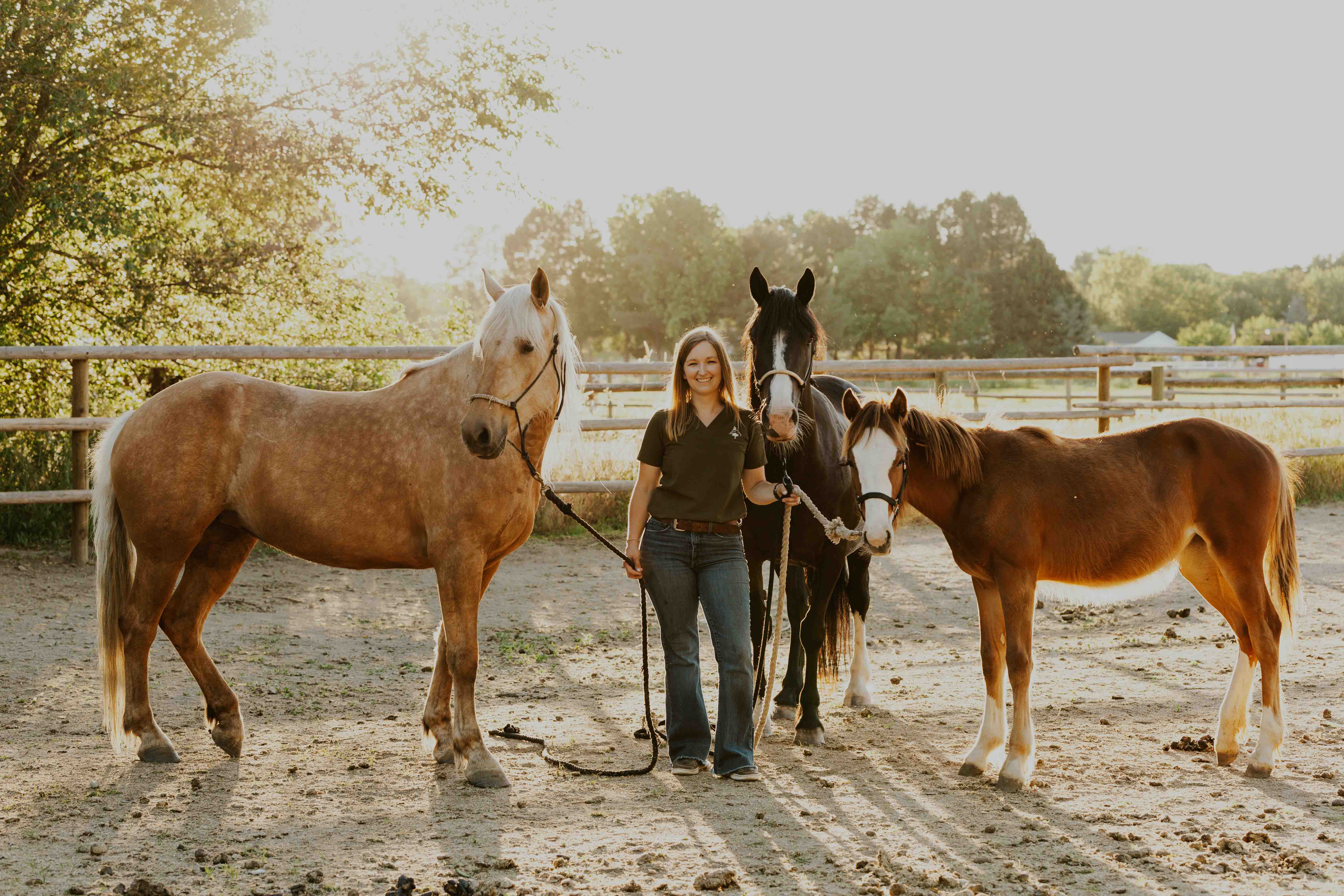 white pine horses