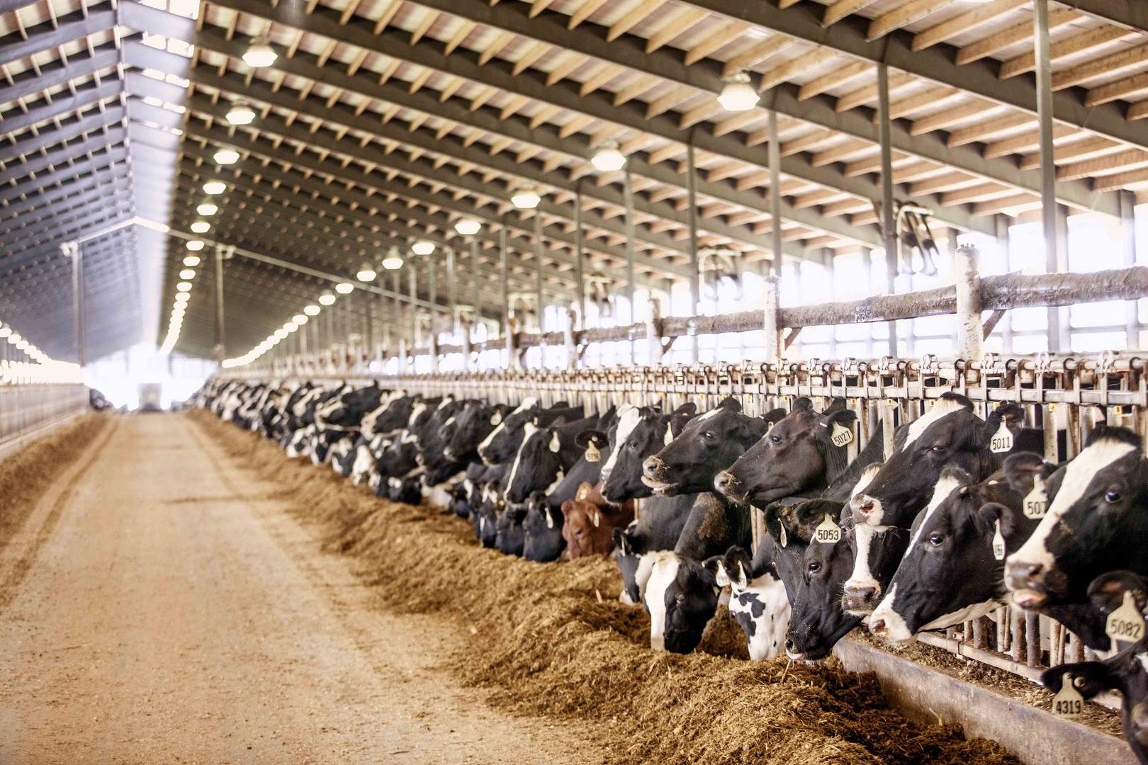 Holstein cattle eating in dairy farm