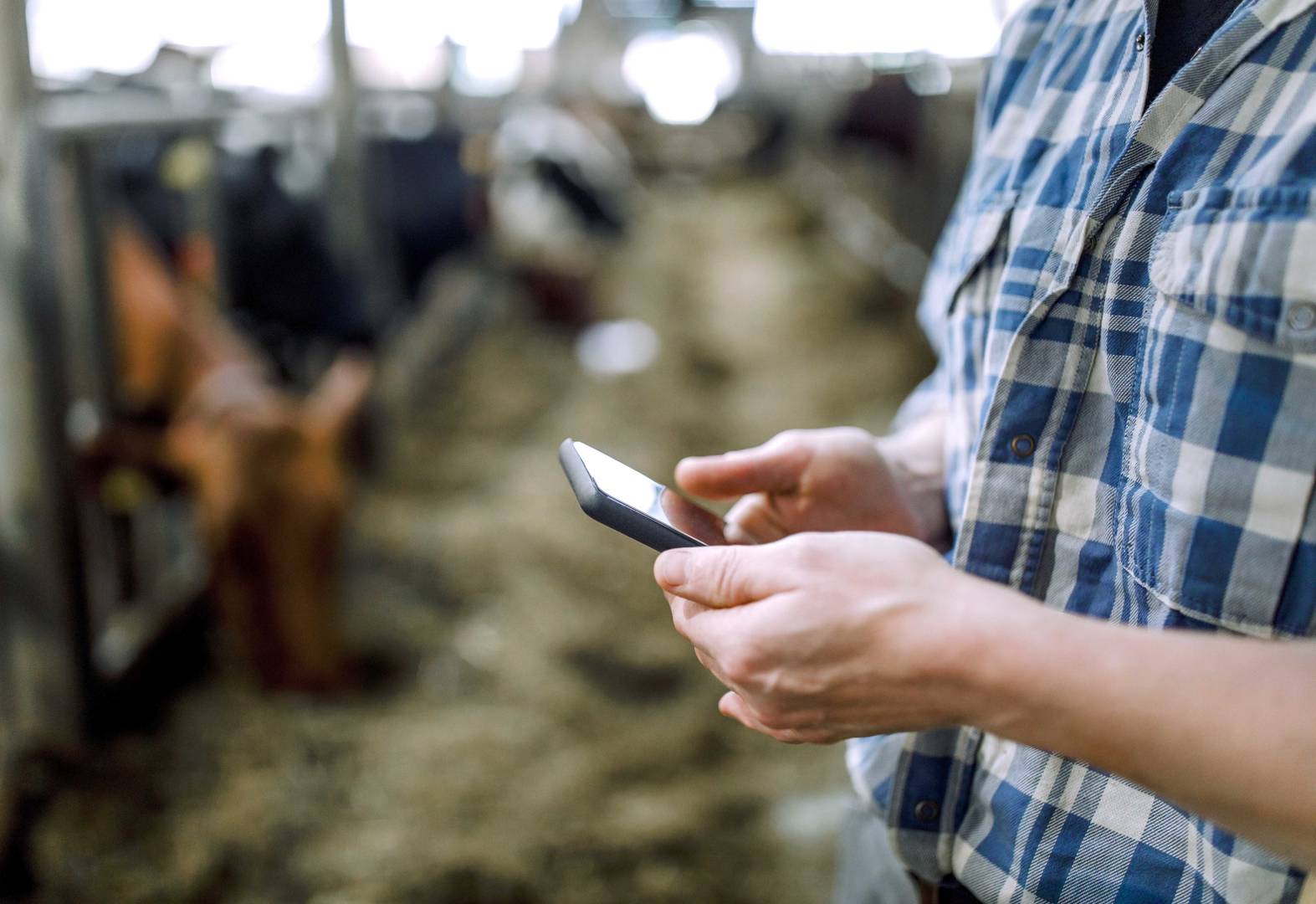 man on mobile phone on feedlot