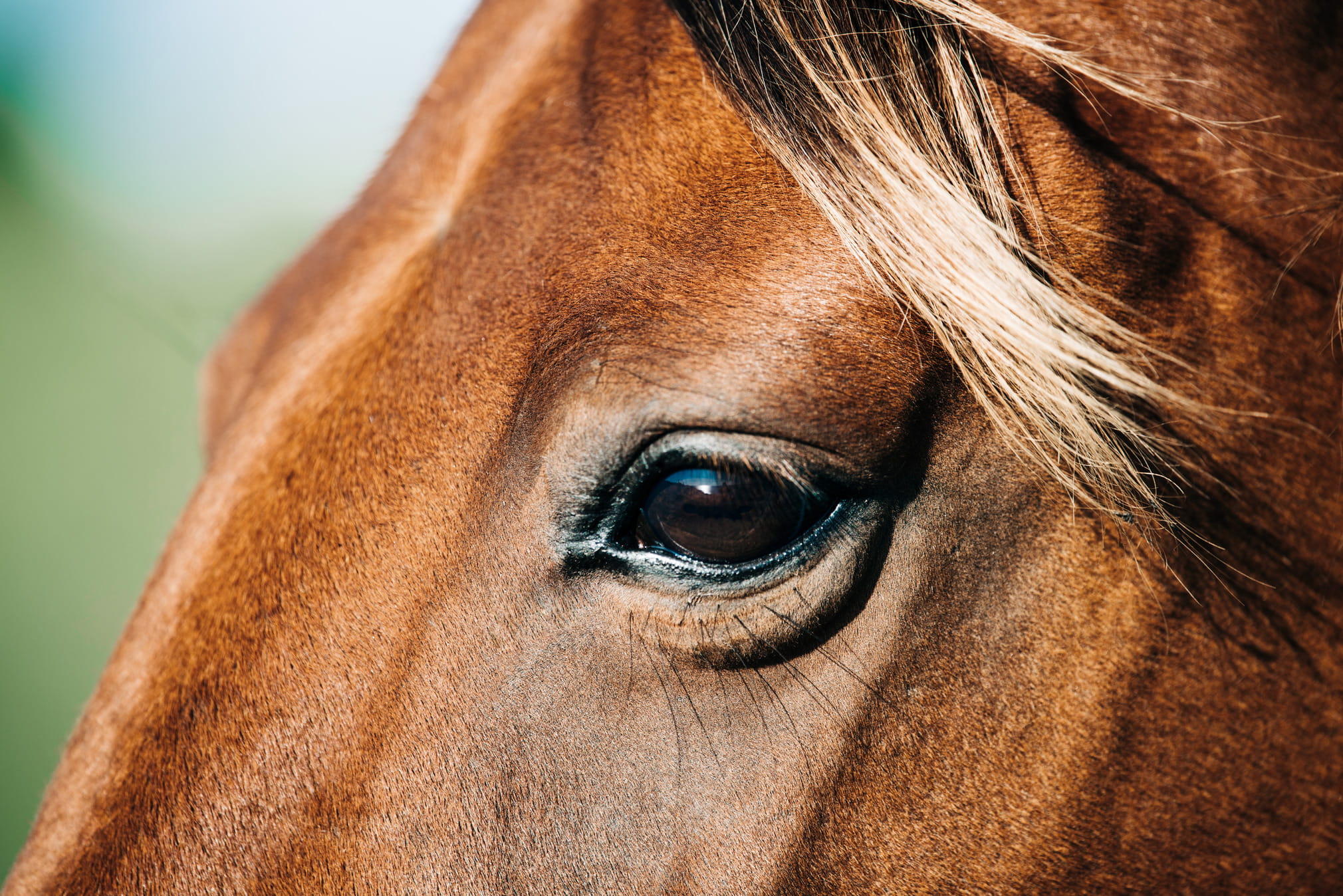 Close-up of a horse's face in the sunlight