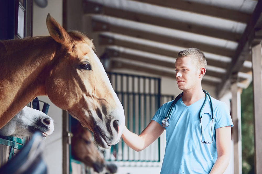 Horse with a vet in a stable